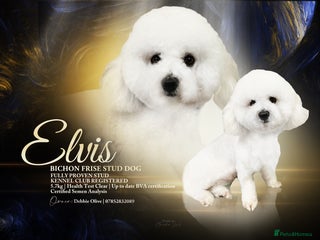 Bichon Frise dogs in Hoddesdon - Advert 1