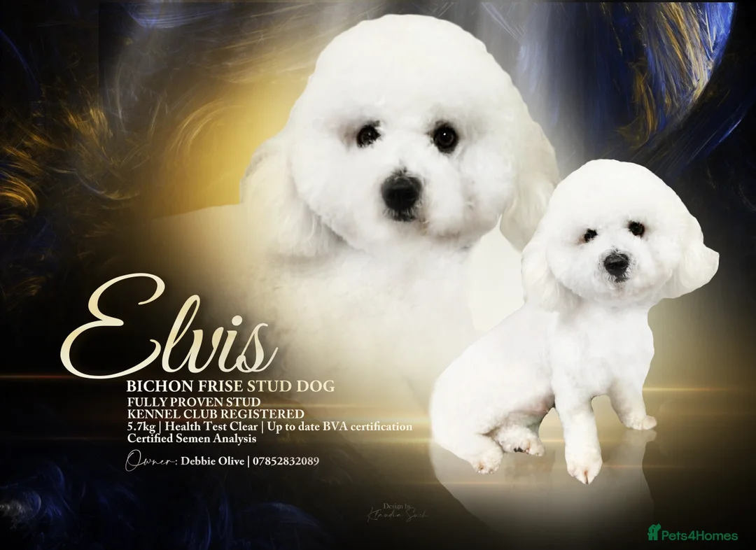 Bichon Frise dogs for stud: Bichon Frise *for stud only* in Hoddesdon - Advert 1