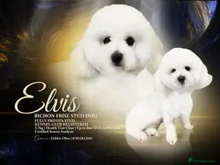 Bichon Frise dogs Bichon Frise *for stud only* in Hoddesdon - Advert 2