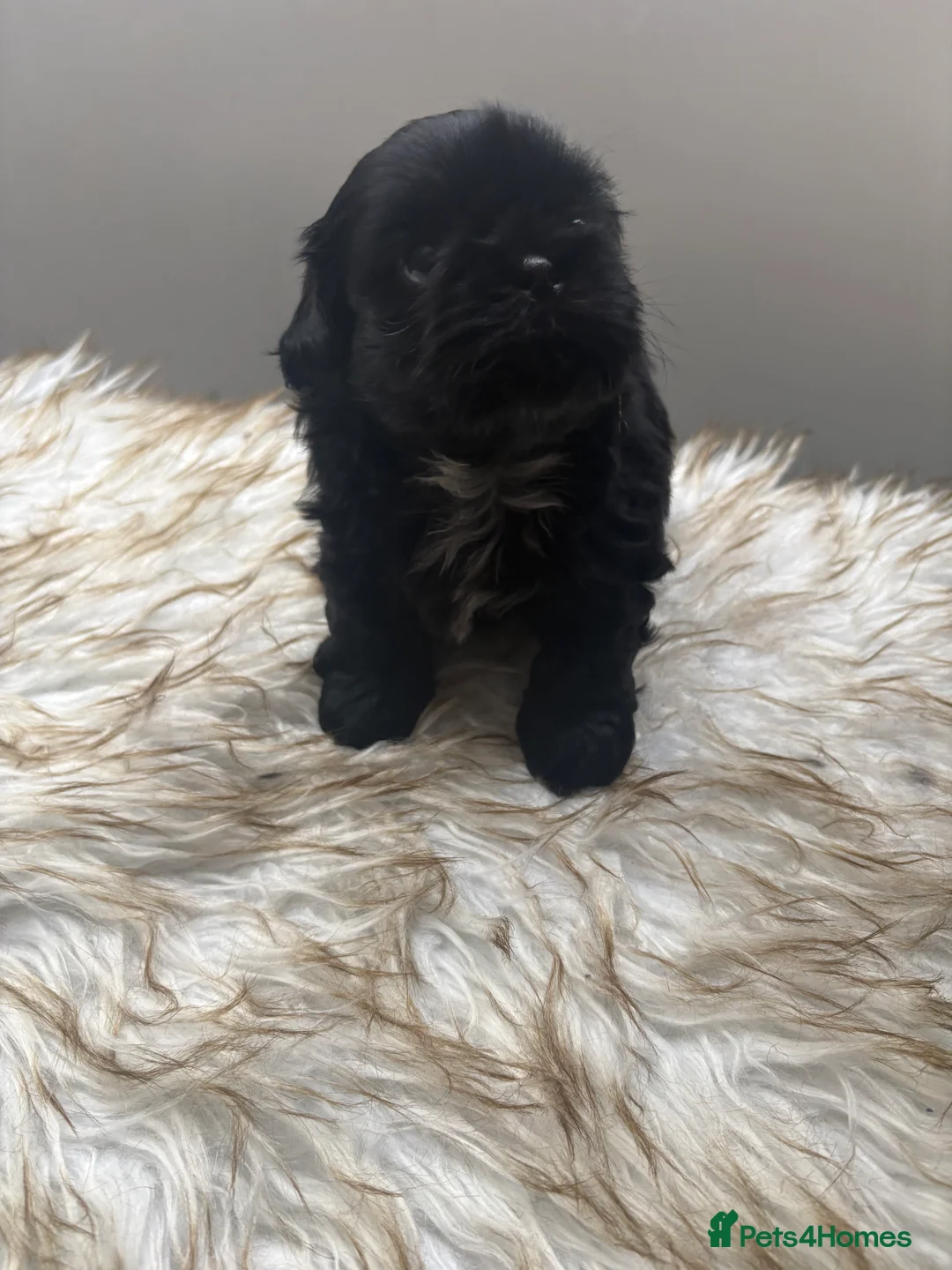 Shih Tzu dogs for sale: 3 Beautiful Puppys - Advert 8