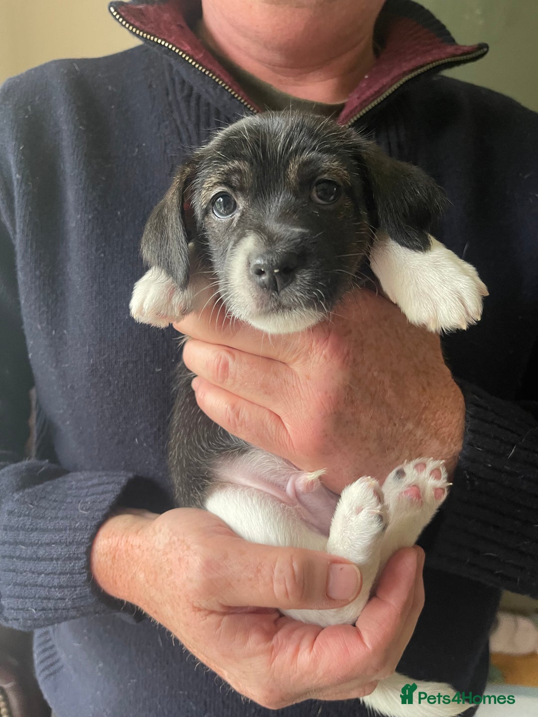 Jack Russell dogs for sale: Stunning Jack Russell puppies - Advert 29
