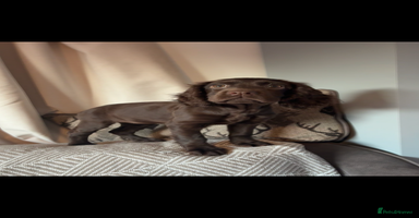 Cocker Spaniel dogs in Newton Abbot - Advert 11