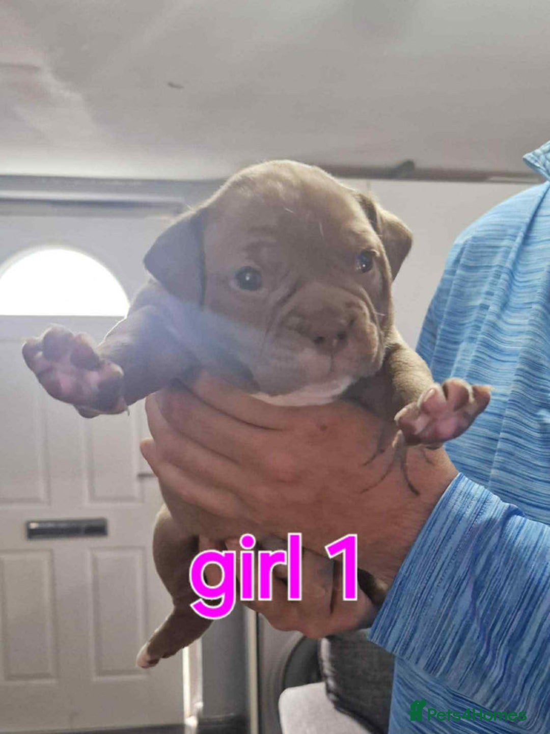 Old Tyme Bulldog dogs for sale: Oeb pups looking for forever homes 🏡  - Image 2
