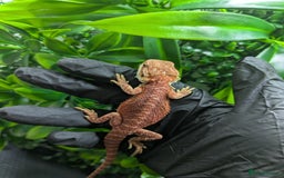 Bearded Dragon reptiles for sale: Hypo orange/red tiger bearded dragon - Image 1