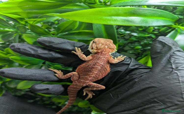 Bearded Dragon reptiles - Advert 15
