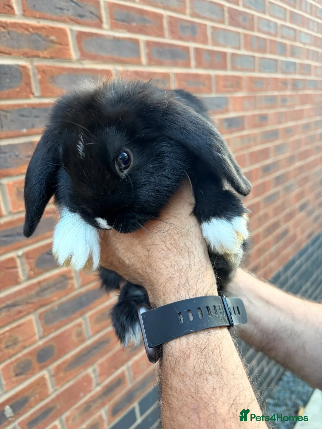 Mixed Breed rabbits for sale: Baby lop rabbits available  - Advert 1