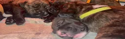 Cane Corso dogs for sale: Beautiful cane corso puppies BORN 30/09/26 - Advert 7