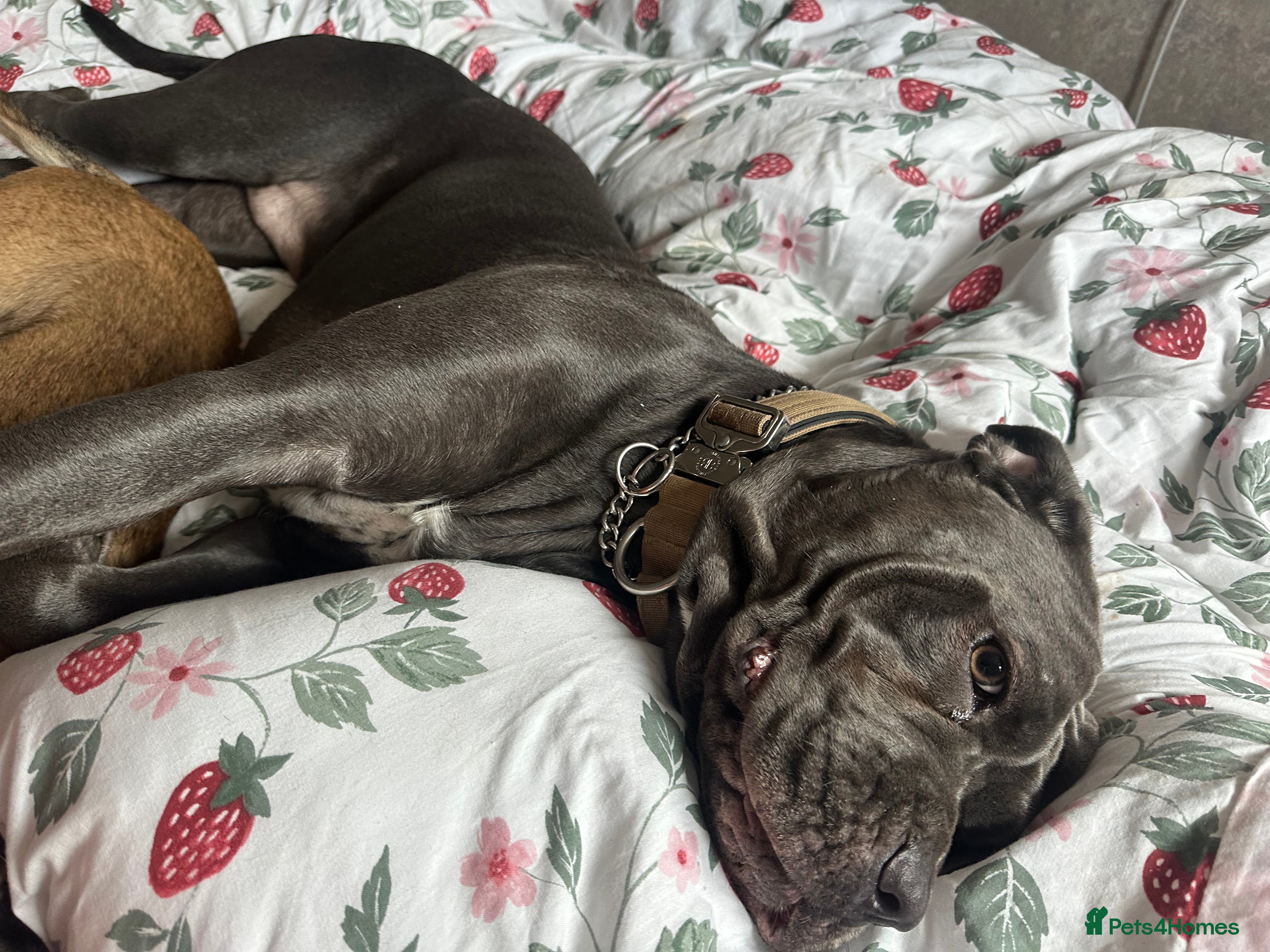 Cane Corso dogs Cane Corso female  - Advert 1