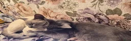 Cornish Rex cats for sale: 3 Kittens ready for loving homes - Advert 4