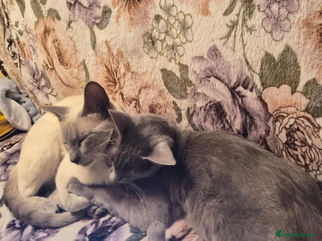 Cornish Rex cats for sale: 3 Kittens ready for loving homes - Advert 4