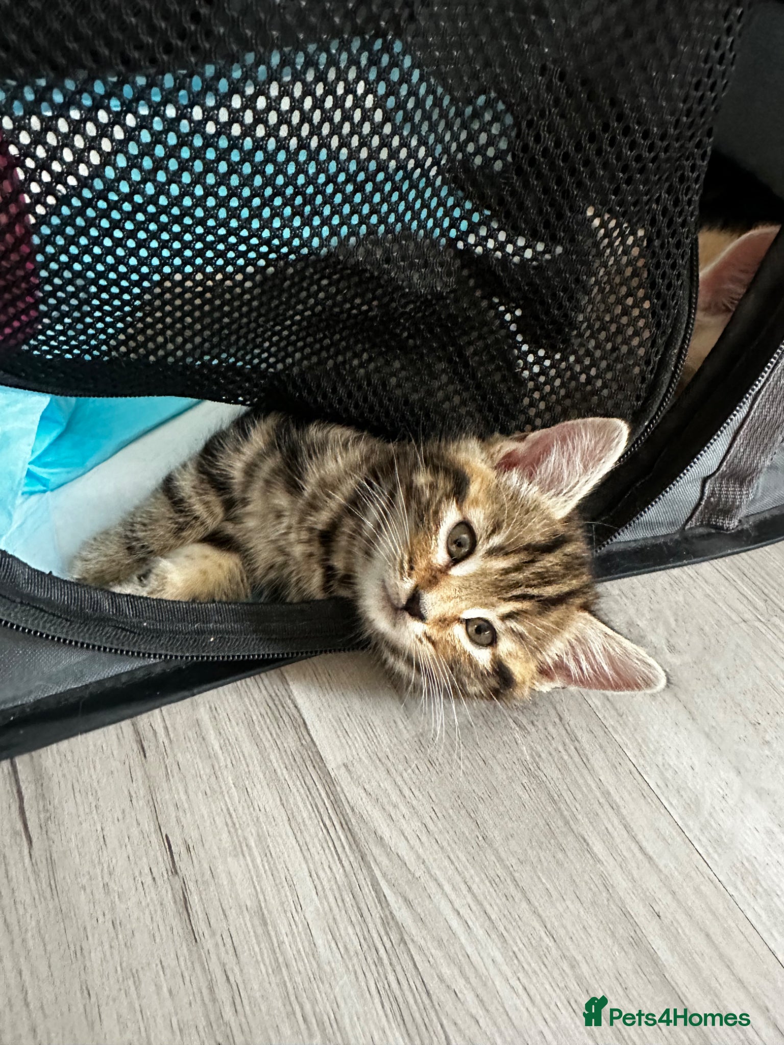 Domestic Shorthair cats for sale: Last Tabby female remaining  - Advert 1