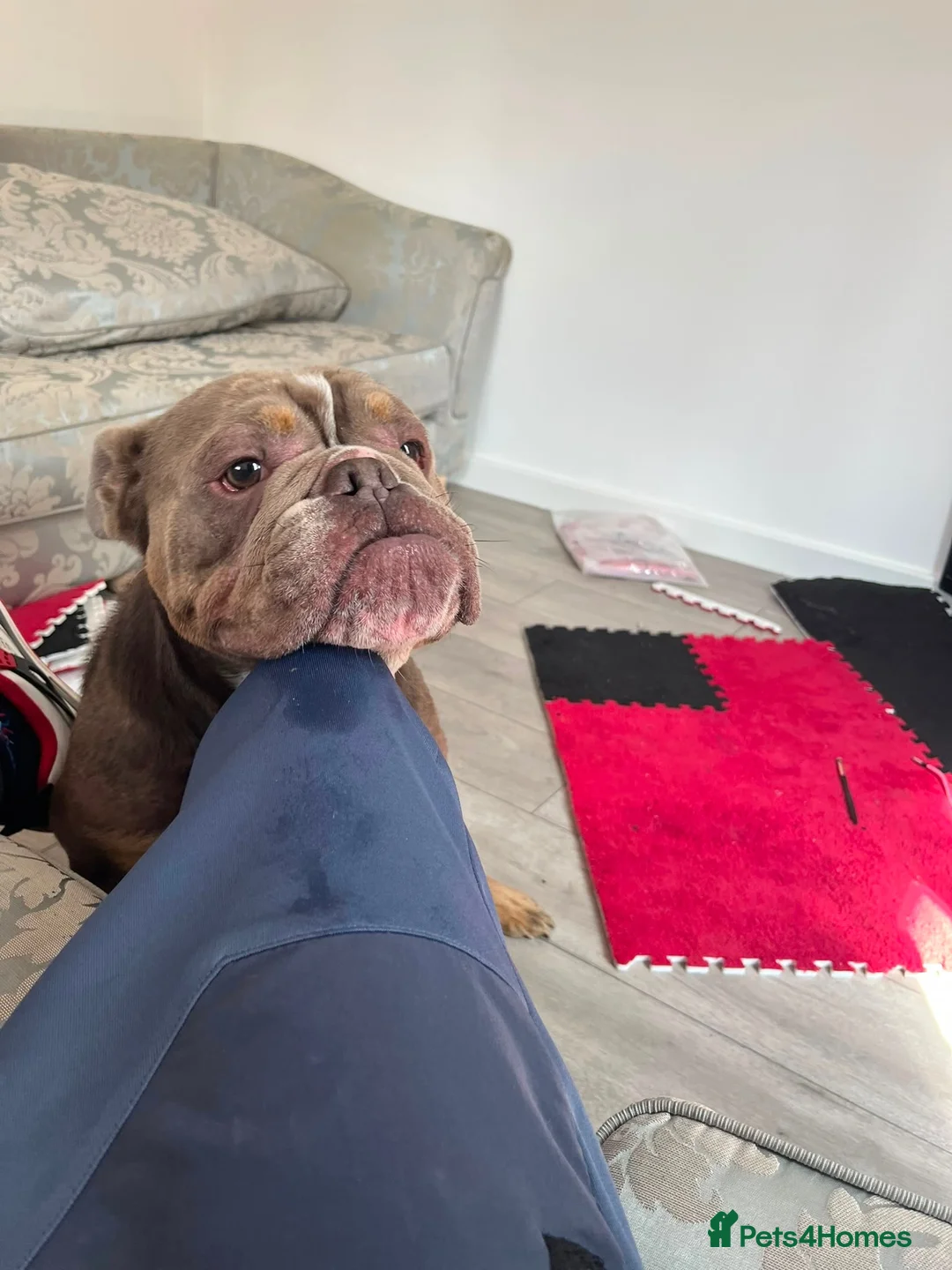 American Bulldog dogs for sale: American bulldog in Northampton - Advert 1