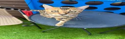 Bengal cats for sale: Bengal cats  in Slough - Advert 2