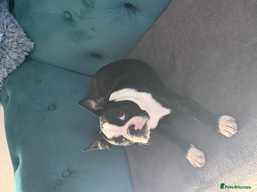 Boston Terrier dogs for stud: Prince of Peacock Boston ready for stud - Advert 4
