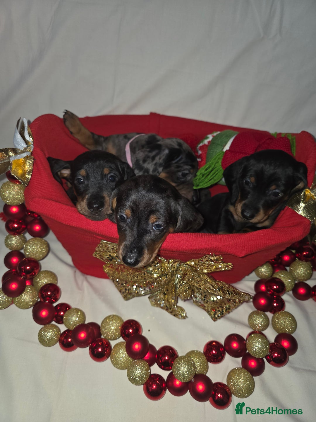 Miniature Dachshund dogs for sale: Miniature dachshund  - Advert 2