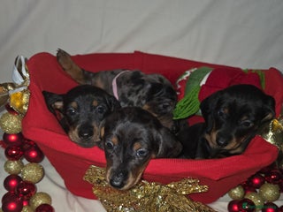 Miniature Dachshund dogs Miniature dachshund - Advert 1