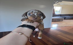 Miniature Dachshund dogs for sale: Amazing chocolate mini dapples for sale - Advert 4