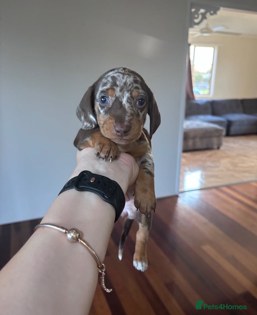 Miniature Dachshund dogs for sale: Amazing chocolate mini dapples for sale - Advert 4