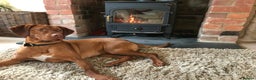 Hungarian Vizsla dogs for sale: Stunning Vizsla Puppies  - Advert 15