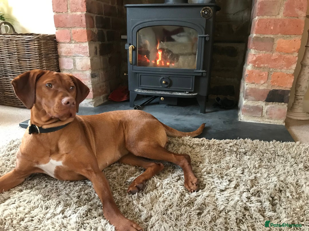 Hungarian Vizsla dogs for sale: Stunning Vizsla Puppies  - Advert 15