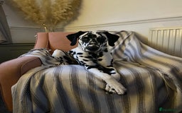 Dalmatian dogs for stud: Looking for Dalmatian stud! - Image 7