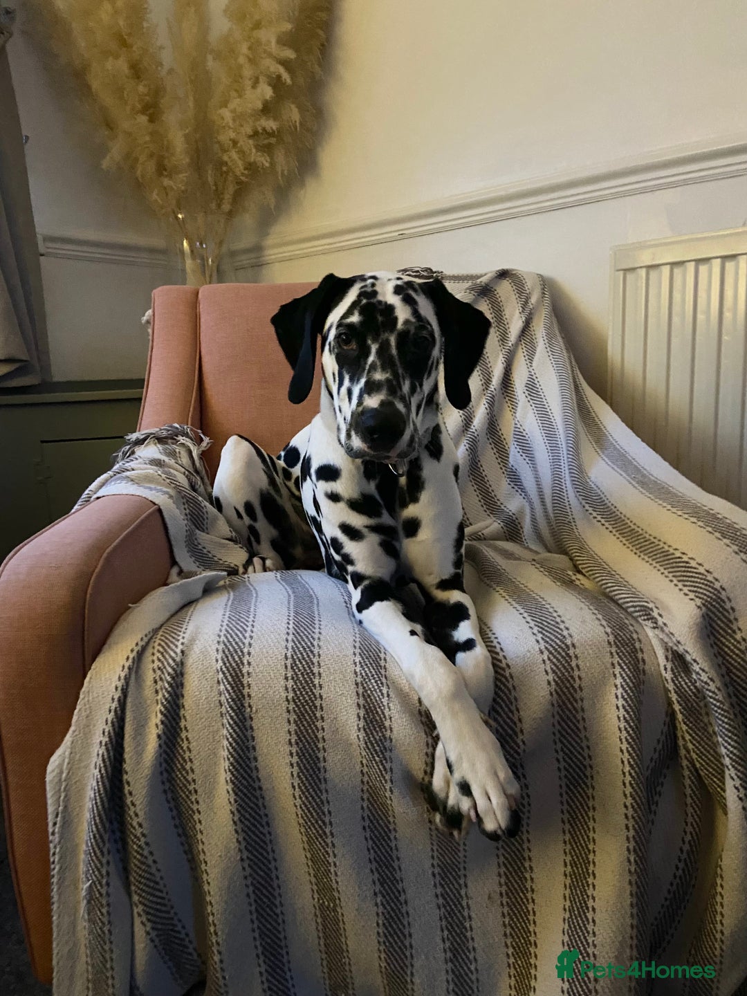 Dalmatian dogs for stud: Looking for Dalmatian stud! - Image 7