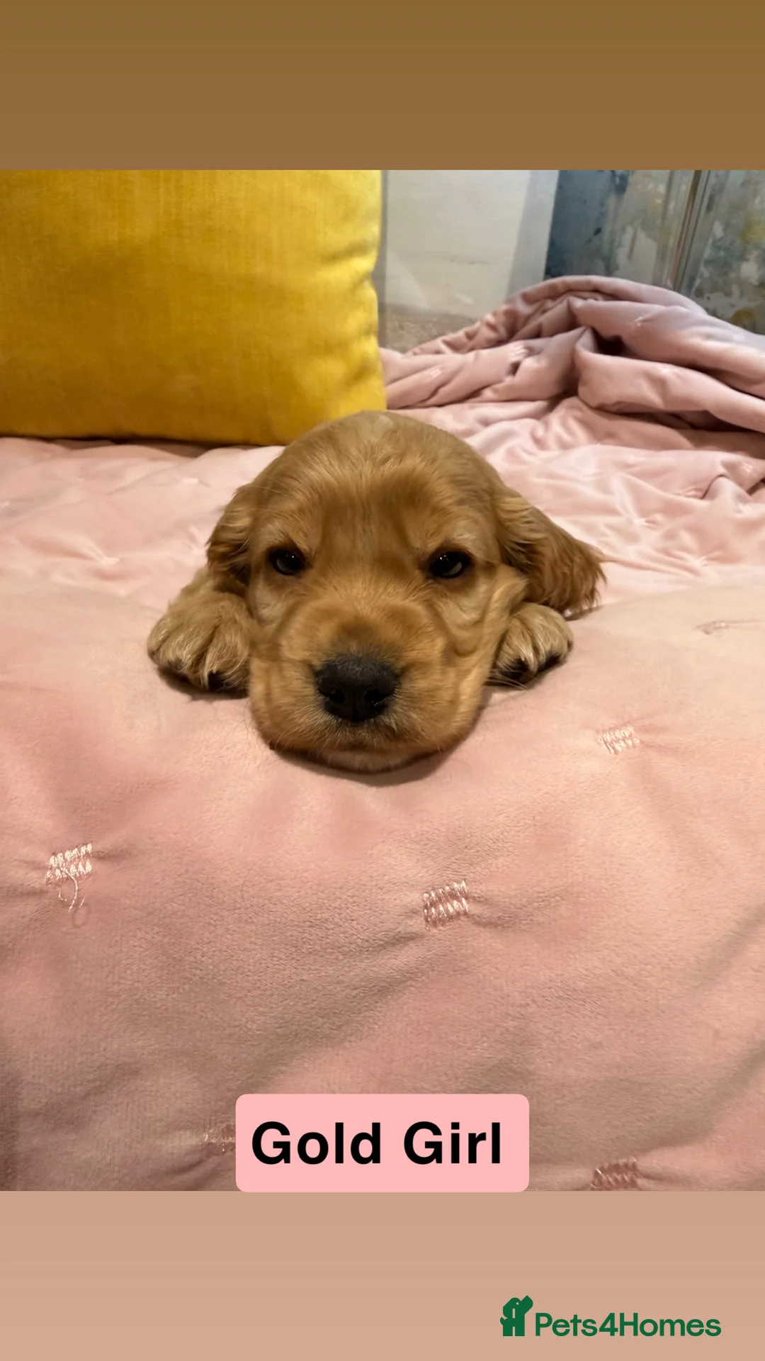 Cockapoo dogs for sale: Cockapoos  - Advert 7