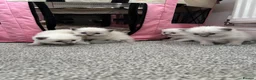 Ragdoll cats for sale: Pure blue point ragdolls  - Advert 24