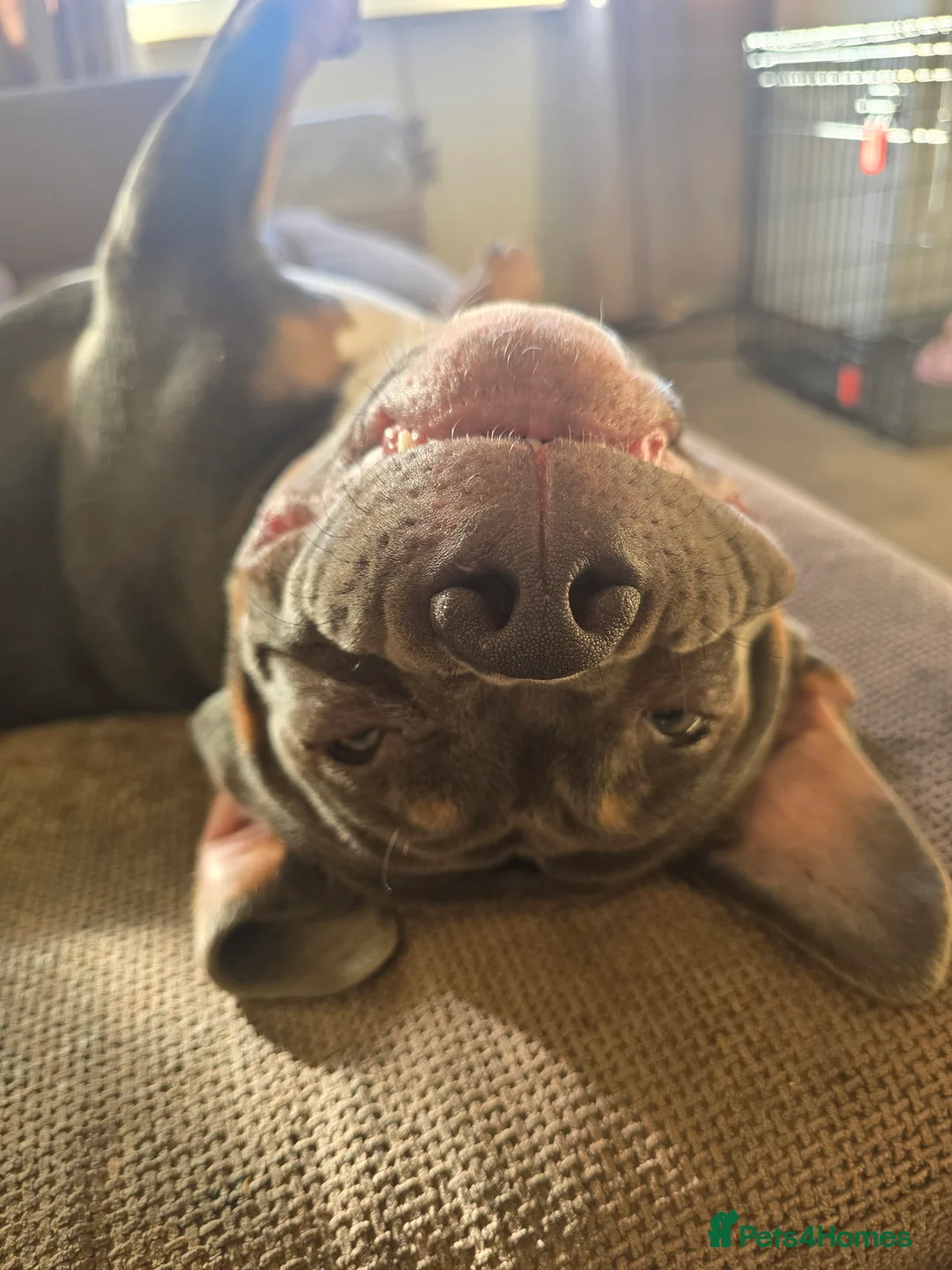 American Bully dogs for sale: ✨️pocket bully✨️ - Advert 5