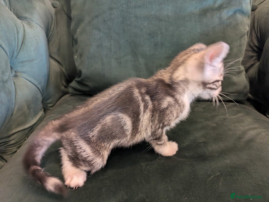 Mixed Breed cats for sale: 🐾 Adorable Kittens Ready for Their New Homes 🐾 - Image 3