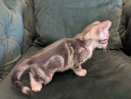 Mixed Breed cats - Advert 13