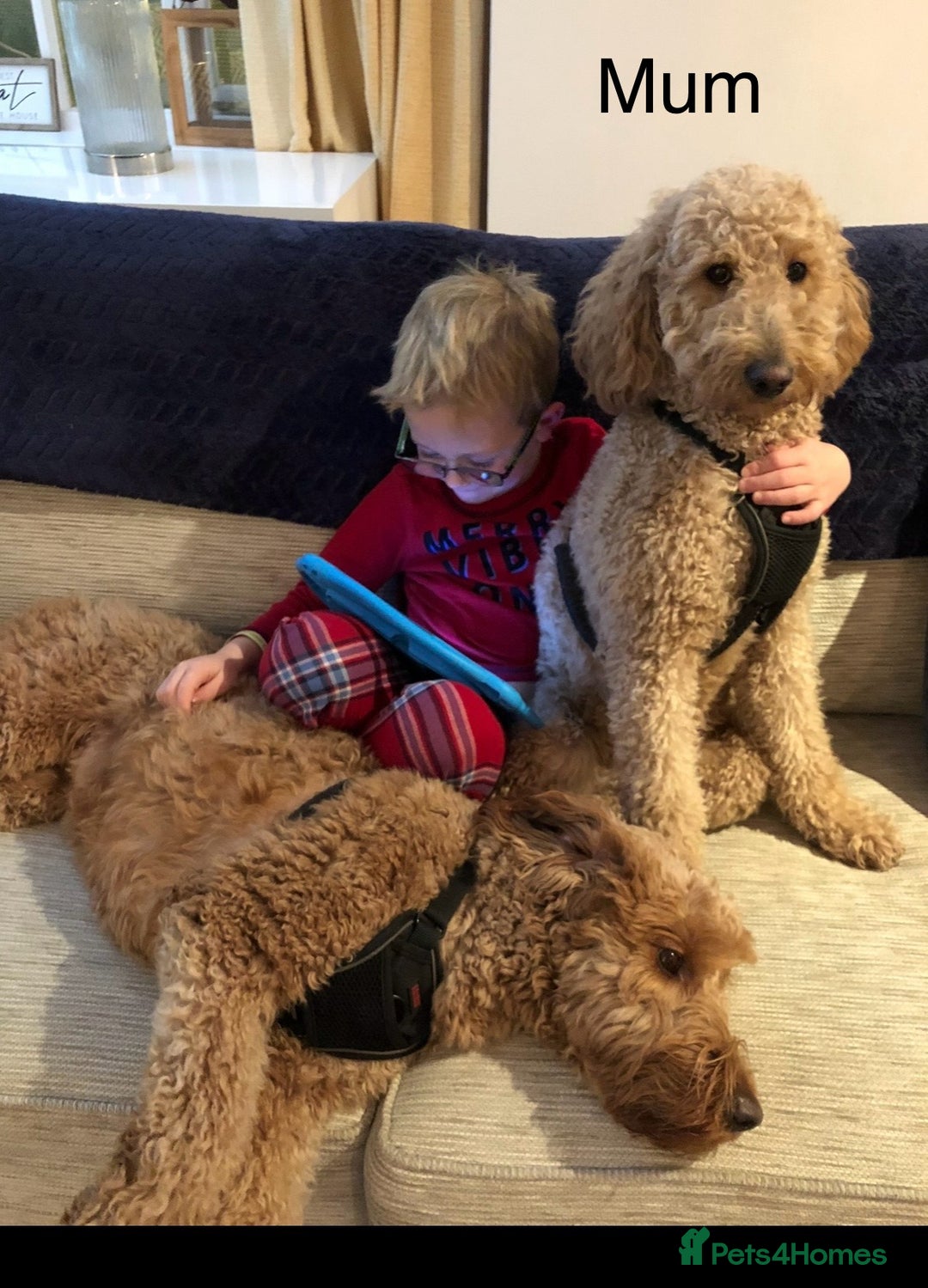 Goldendoodle dogs for sale: Golden doodles f1b - Advert 7