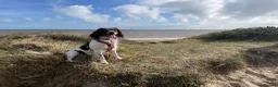 Mixed Breed dogs for sale: Husky x Pomsky x English Springer Spaniel - Advert 5