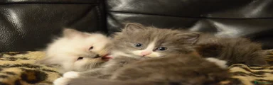 Ragdoll Kitten 3