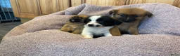 Pomchi dogs for sale: Pomchi in Hull - Advert 22