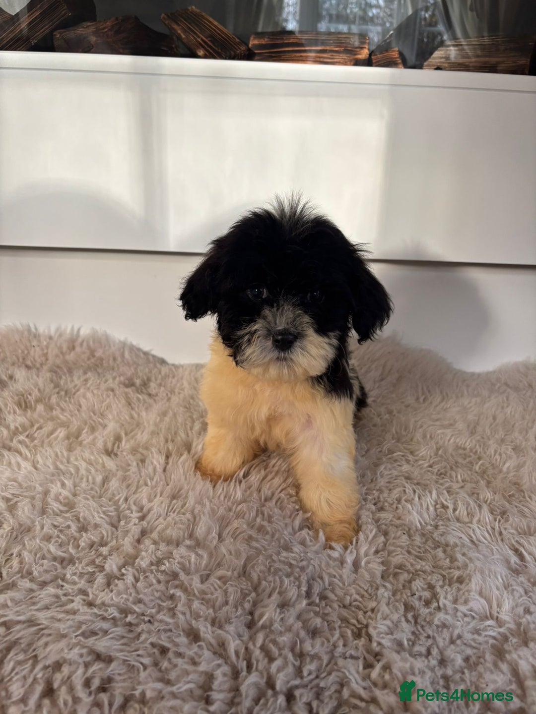 Cavachon dogs for sale: Little of cavachon pups for sale  - Advert 4