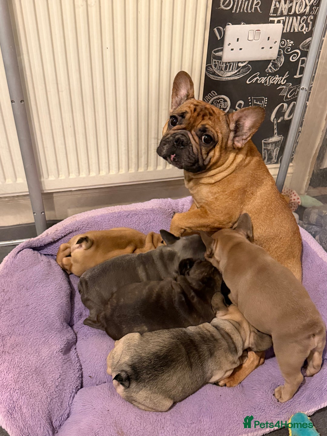 French Bulldog dogs for sale: Beautiful French bulldog puppies 🐶  - Advert 25