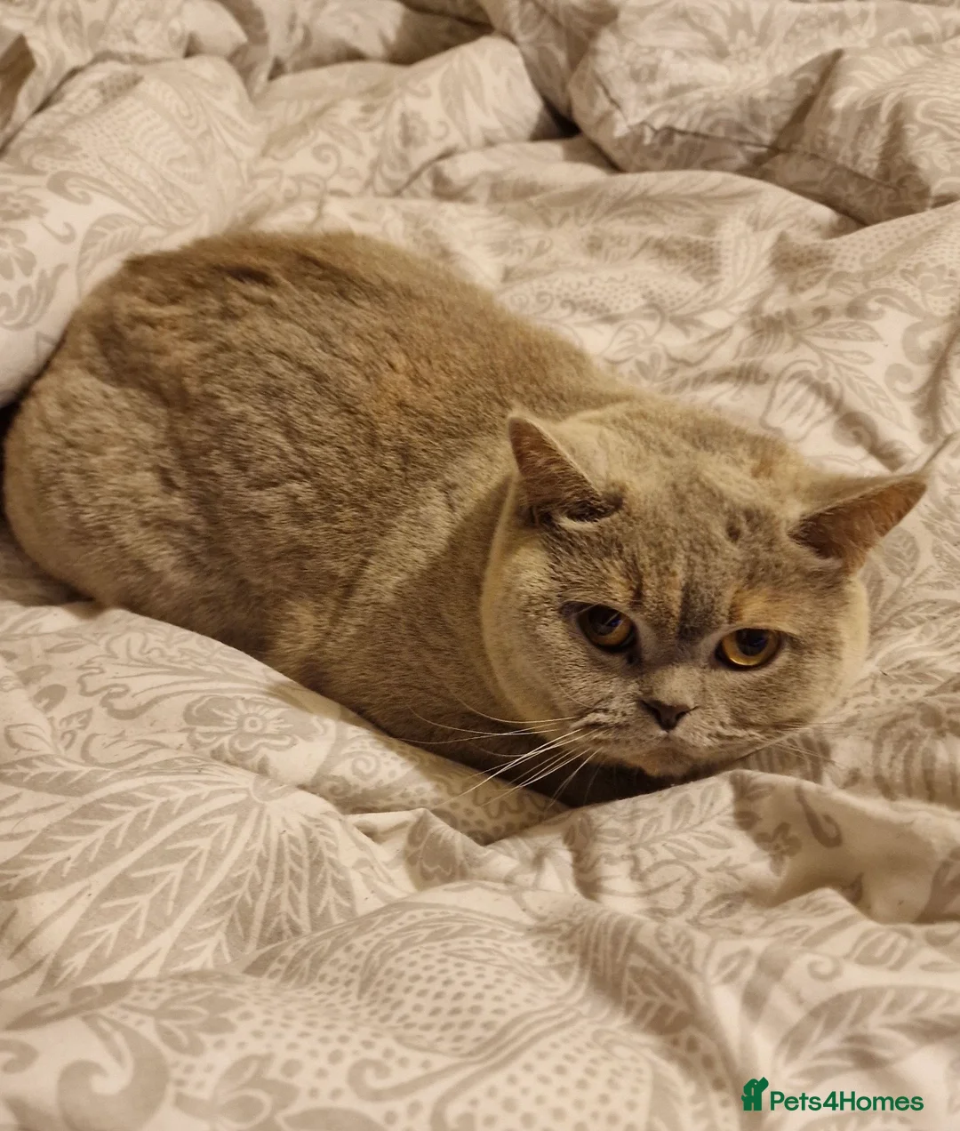 British Shorthair cats for sale: ‼️1 LEFT REDUCED‼️ GCCF REGISTERED BSH 🐻 🧸  - Advert 14