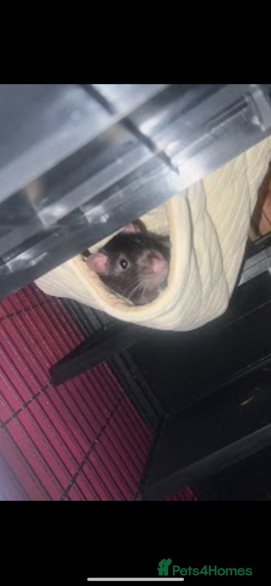 Rat rodents for sale: Jupiter male rat  - Advert 3