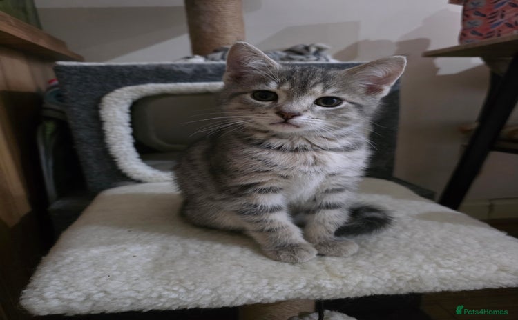 Domestic Shorthair cats - Advert 2