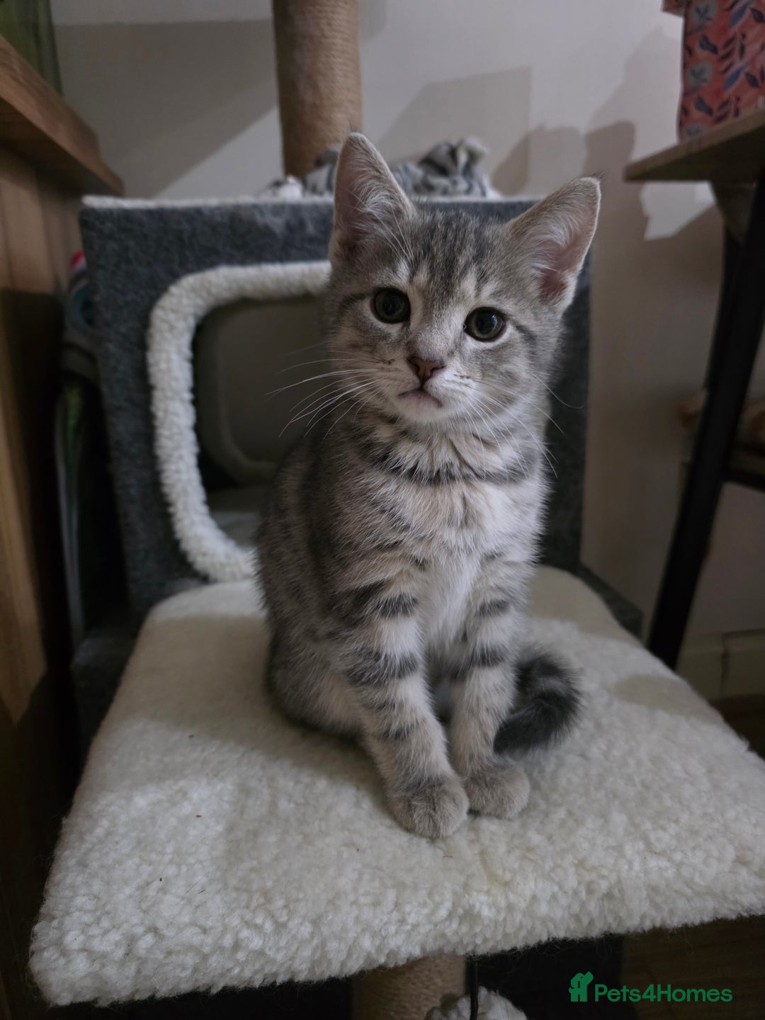 Domestic Shorthair cats for sale: Male Kitten looking for a new home - Image 1