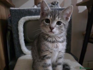 Domestic Shorthair cats - Advert 2