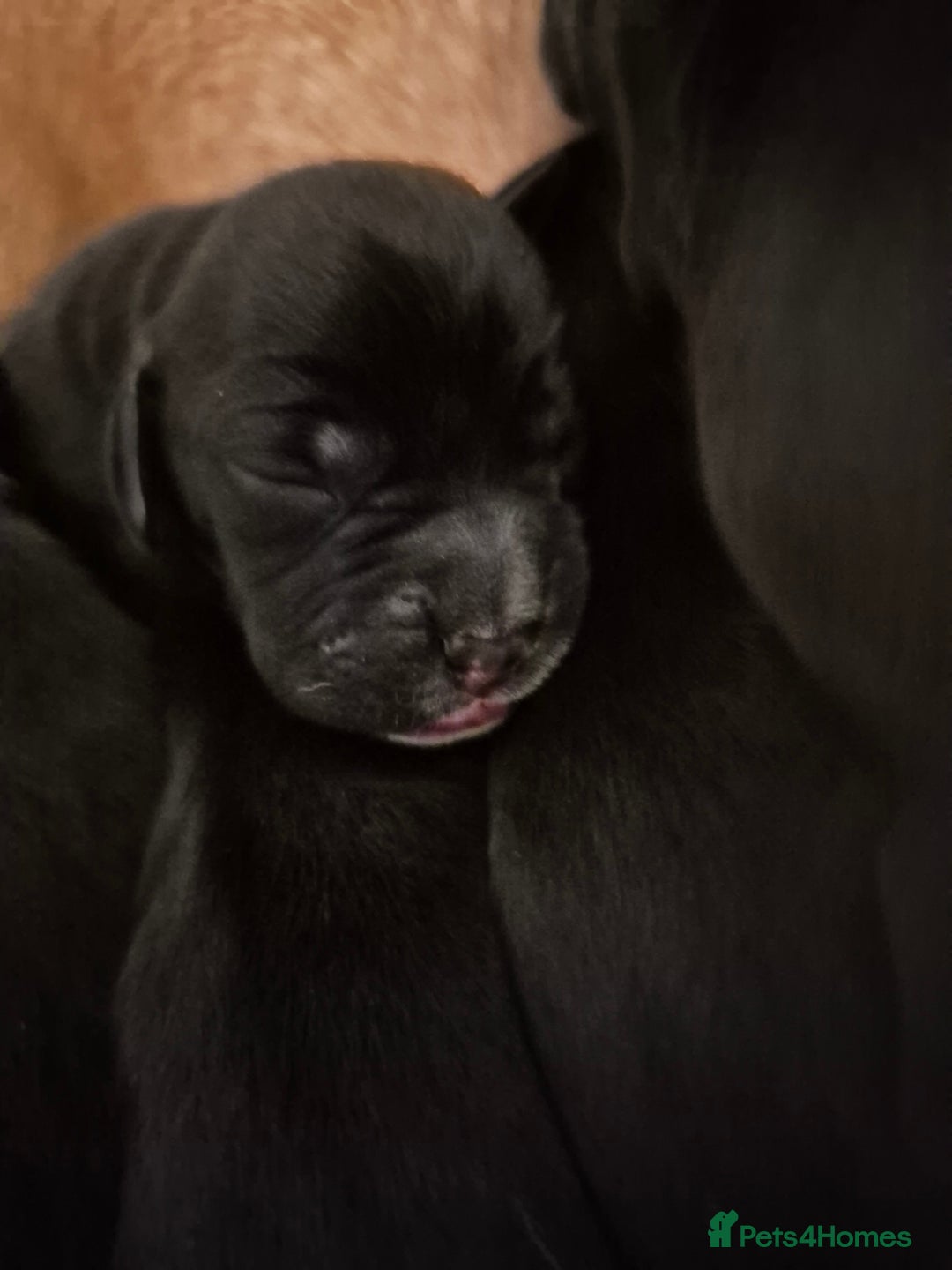 Mixed Breed dogs for sale: Bullmastiff x Springer Spaniel Puppies - Advert 11