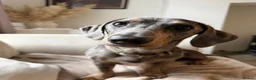 Dachshund dogs for sale: Merle Dachshund in Leek - Advert 2