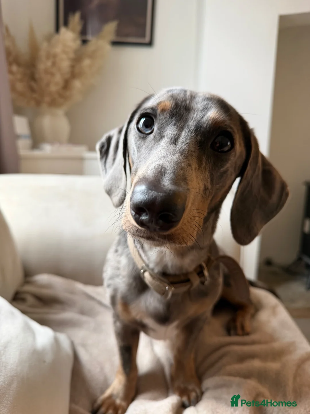 Dachshund dogs for sale: Merle Dachshund in Leek - Advert 2