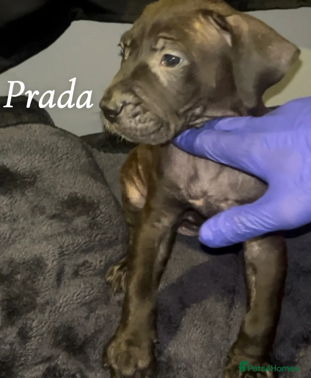 Presa Canario dogs for sale: Beautiful presa canarios puppies in Birmingham - Advert 5