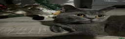 British Shorthair cats for sale: Grey British Shorthair Cat - Advert 8