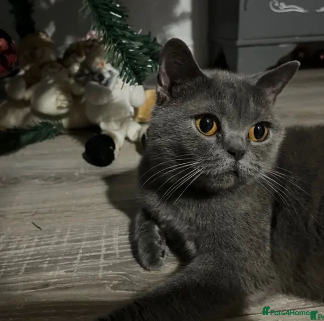 British Shorthair cats for sale: Grey British Shorthair Cat - Advert 8