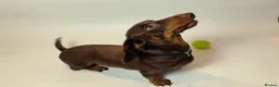 Miniature Dachshund dogs for stud: Miniature dachshund stud in Welling - Advert 6