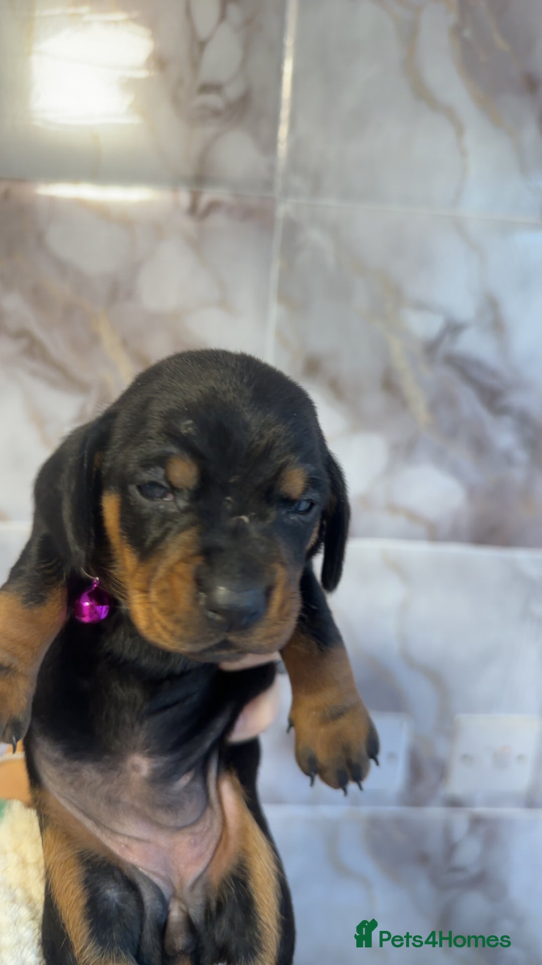 Dachshund dogs for sale: Lovely little Dashound puppies - Advert 18
